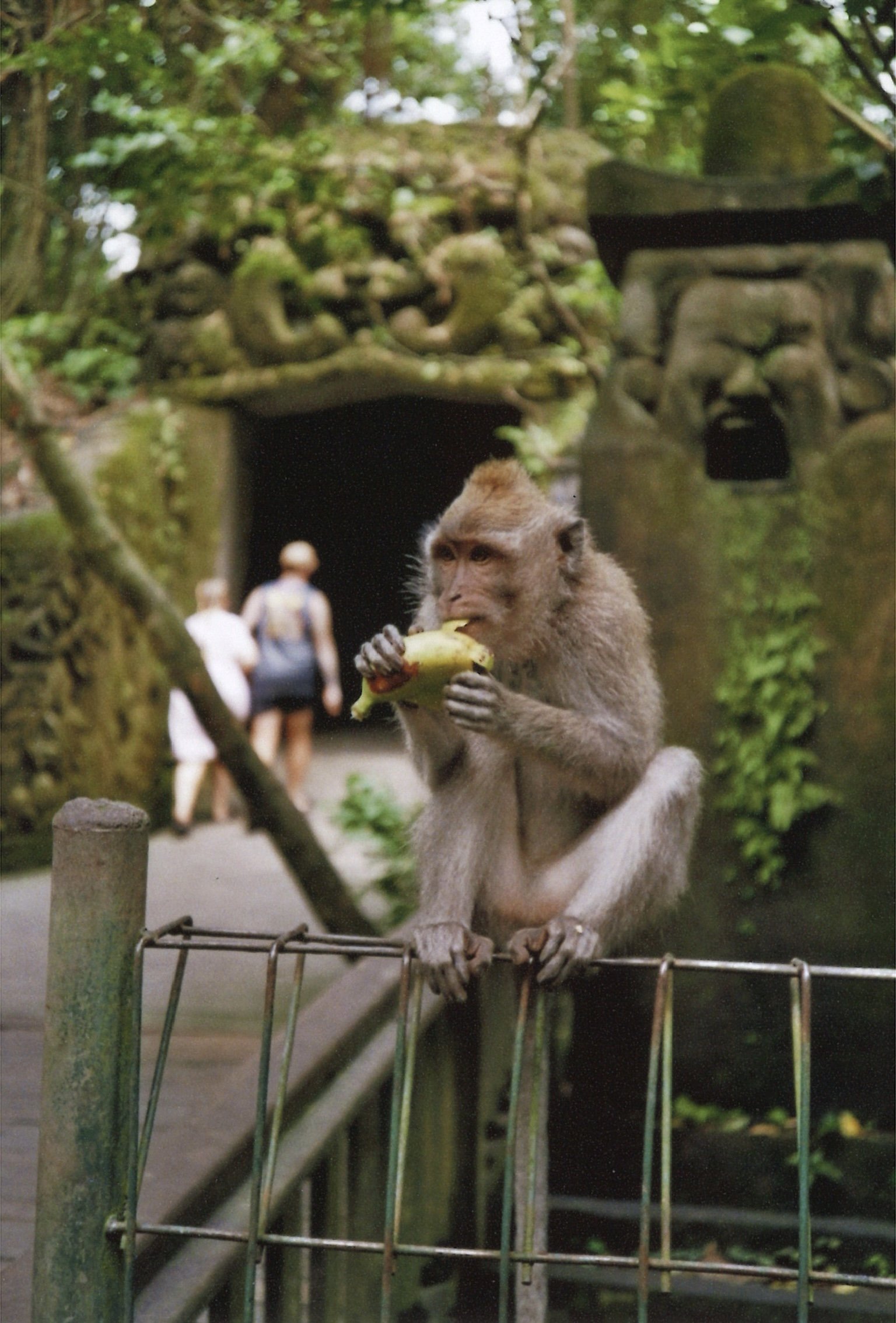 somebodysart-blog-bali-monkey forest-08.jpg