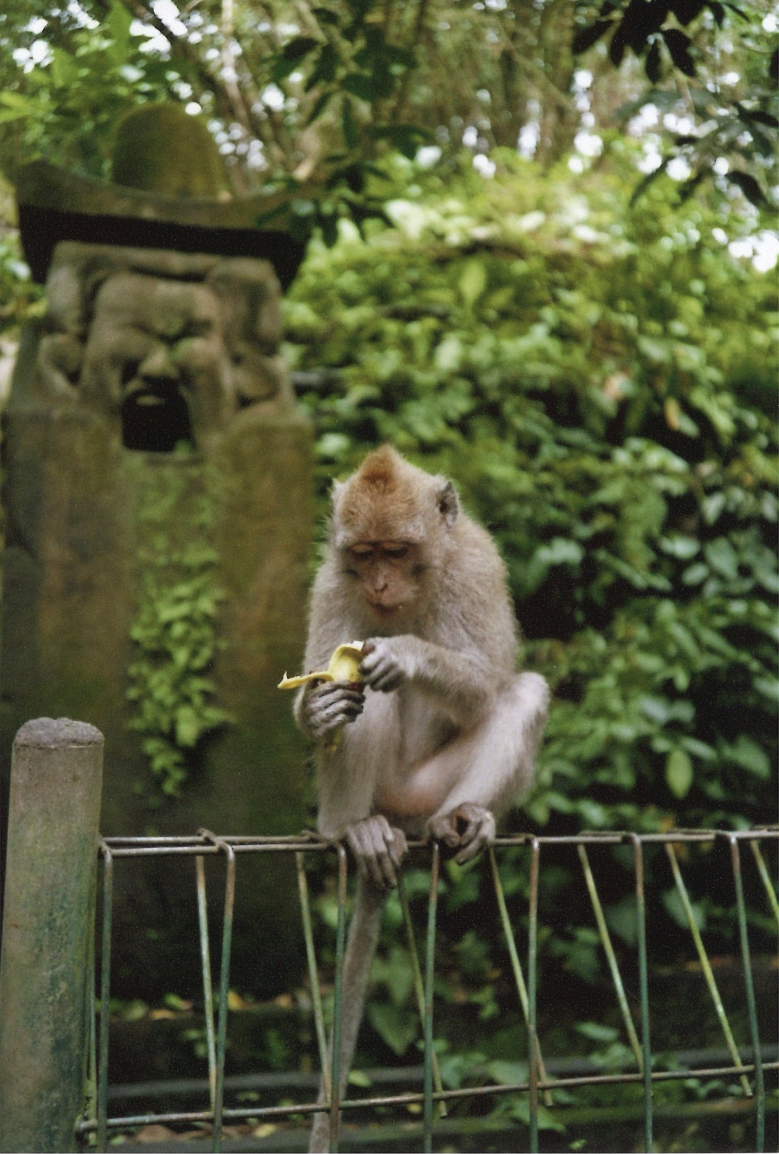 somebodysart-blog-bali-monkey forest-09.jpg