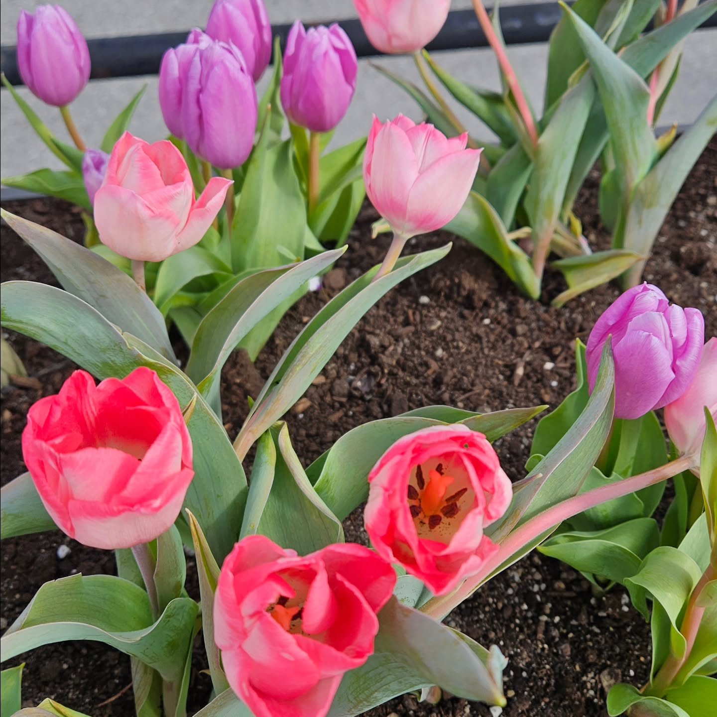 Happy Mothers day from the Tulip Festival 🌷🌷🌷 @arteastottawaofficial @cdntulipfest
