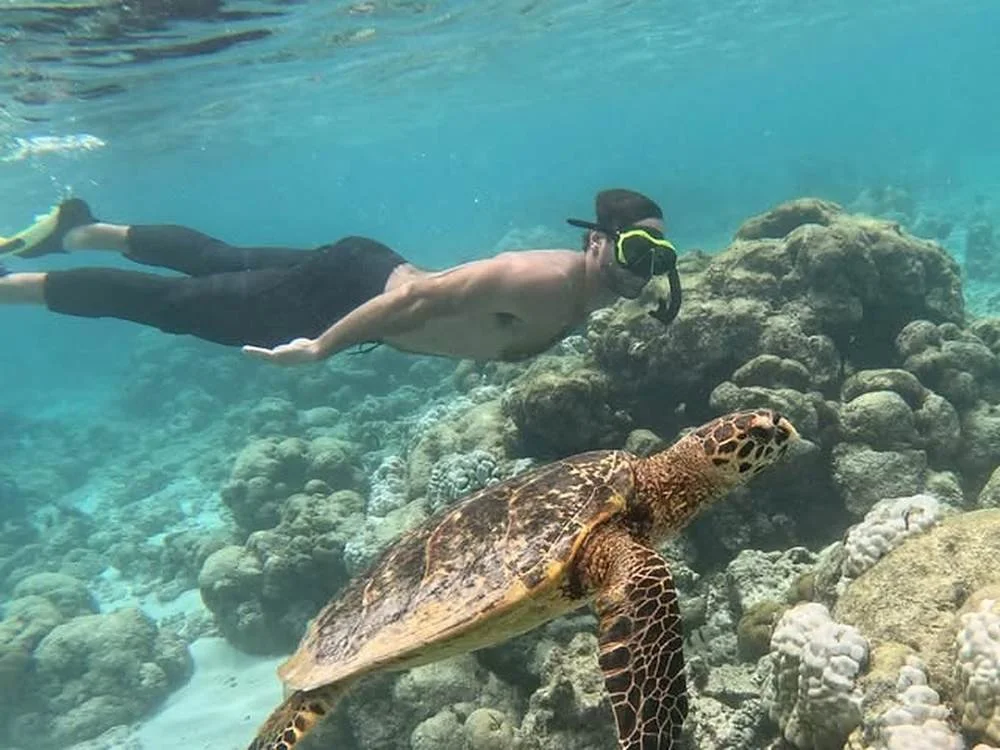 Freediving alongside a hawksbill turtle over a coral reef