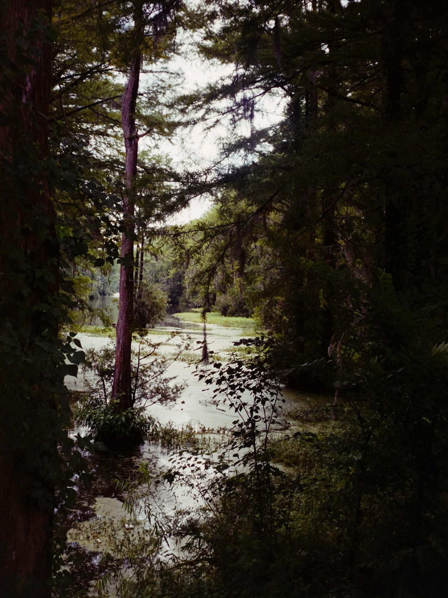 Greenfield lake on film
šļø fuji 400
Developed at @ojalafilmlab 
#filmphotography #greenfieldlake #35mm