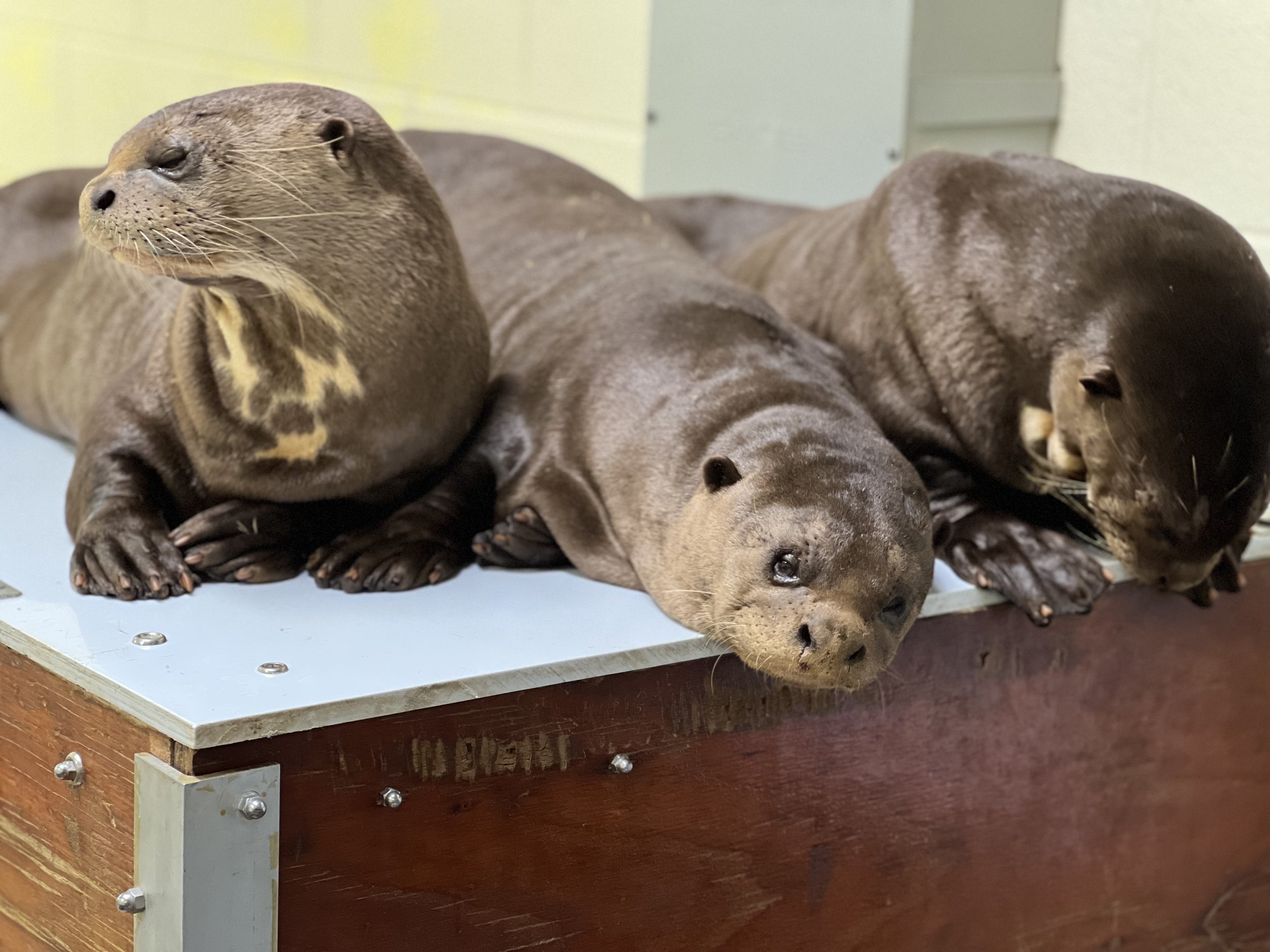 otters on den box.jpg