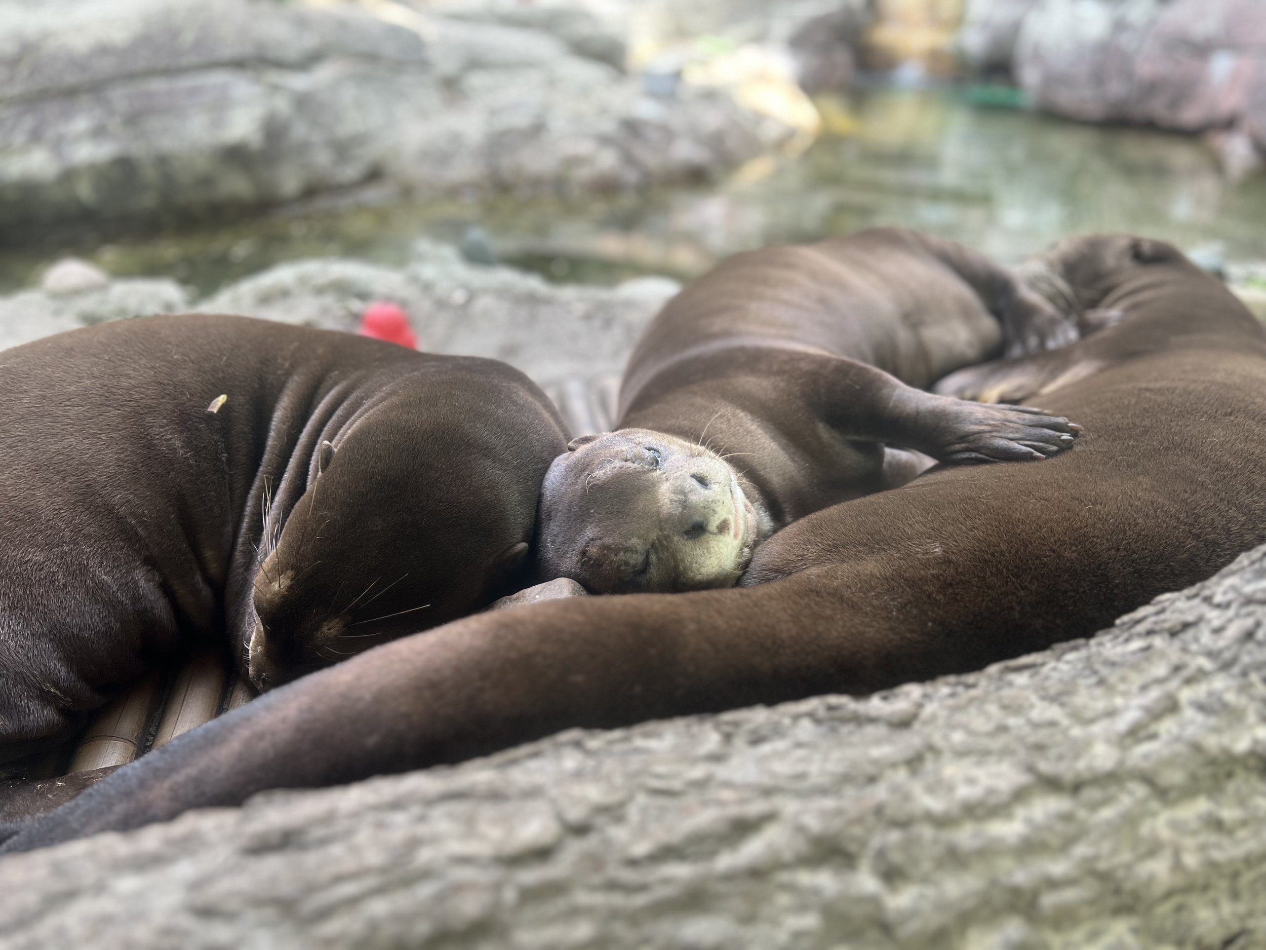 otters in B pool.jpg