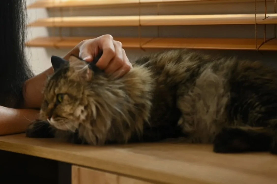 Gray tabby cat lying on its back with green eyes looking at the camera