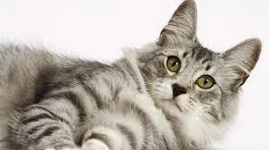 Gray tabby cat lying on its back with green eyes looking at the camera