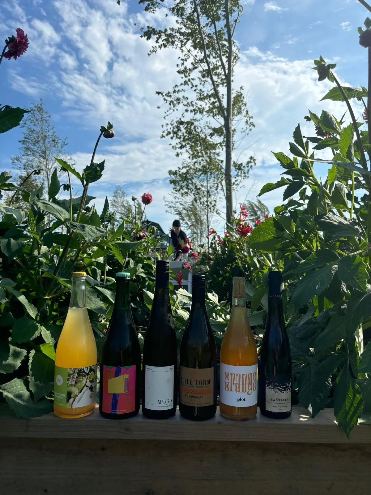 M A D E  IN  C A N A D A 🇨🇦🍷 This is a class that so many of you have asked about: Canadian wine from Coast-to-Coast! 

On the global scale, Canadian wine is relatively unknown and even trickier to define. We&rsquo;re a big country, and it&rsquo;s