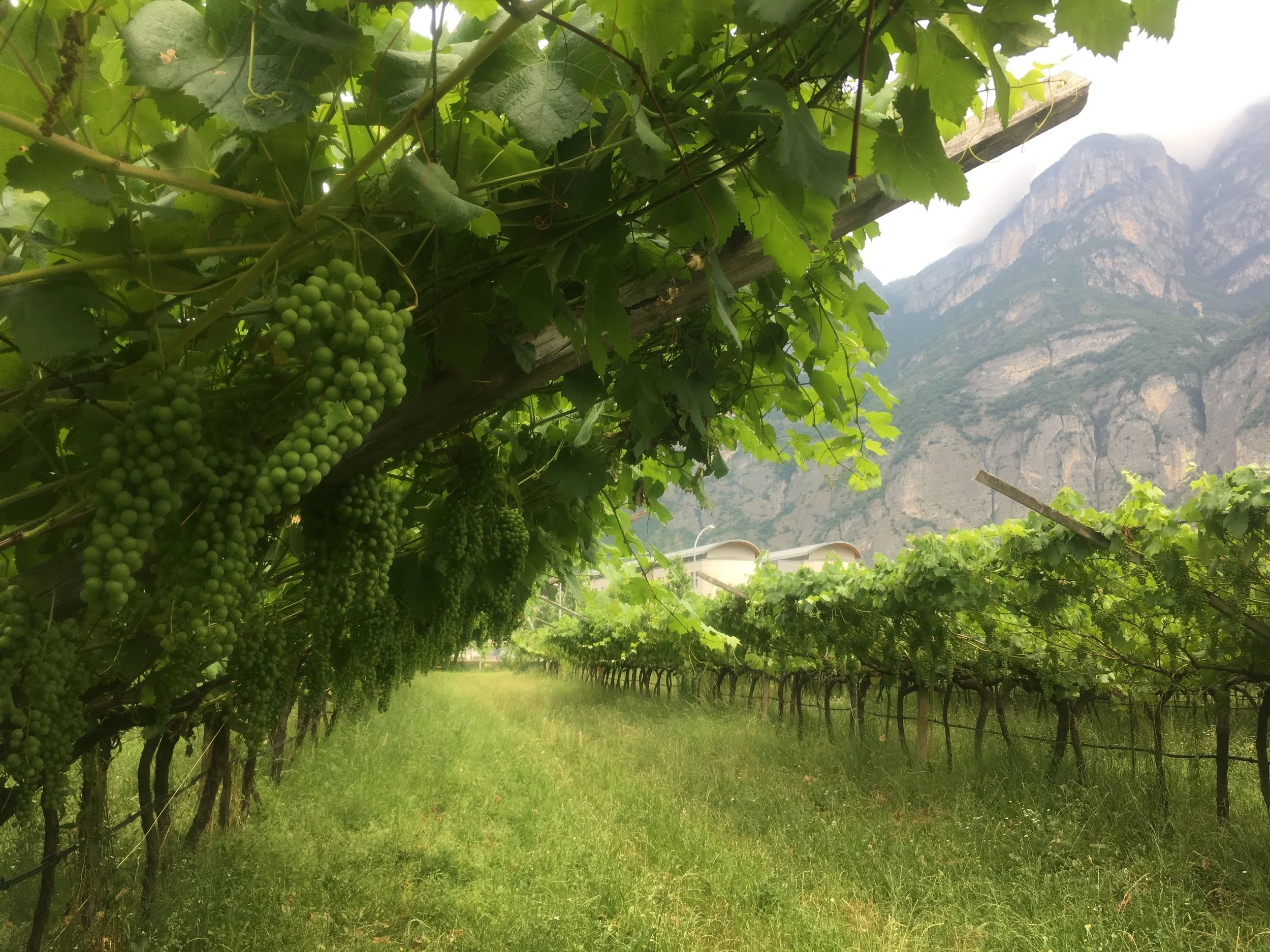 Wine Education Vancouver (Copy)