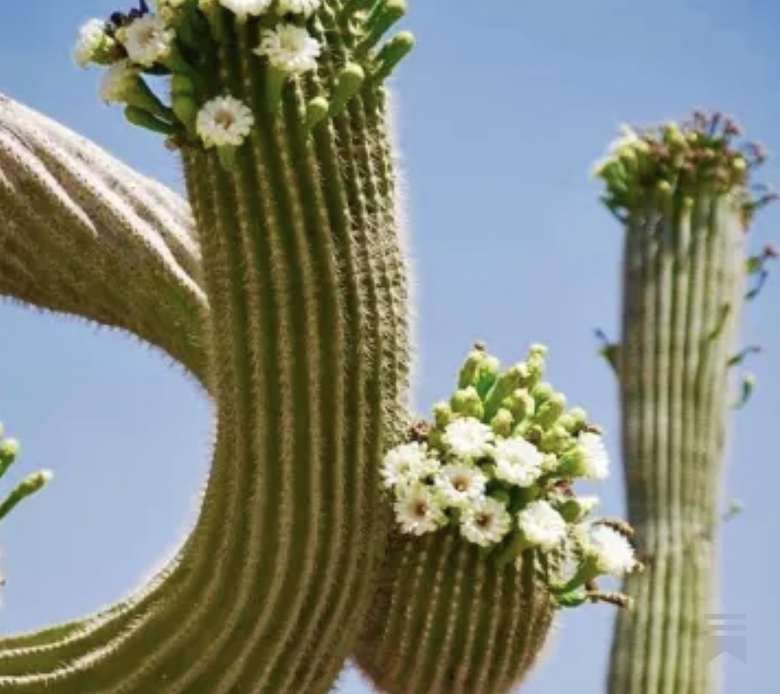 The Intimacy of Being Truly Seen: Cultivating Recognition That Nourishes Rather Than Depletes