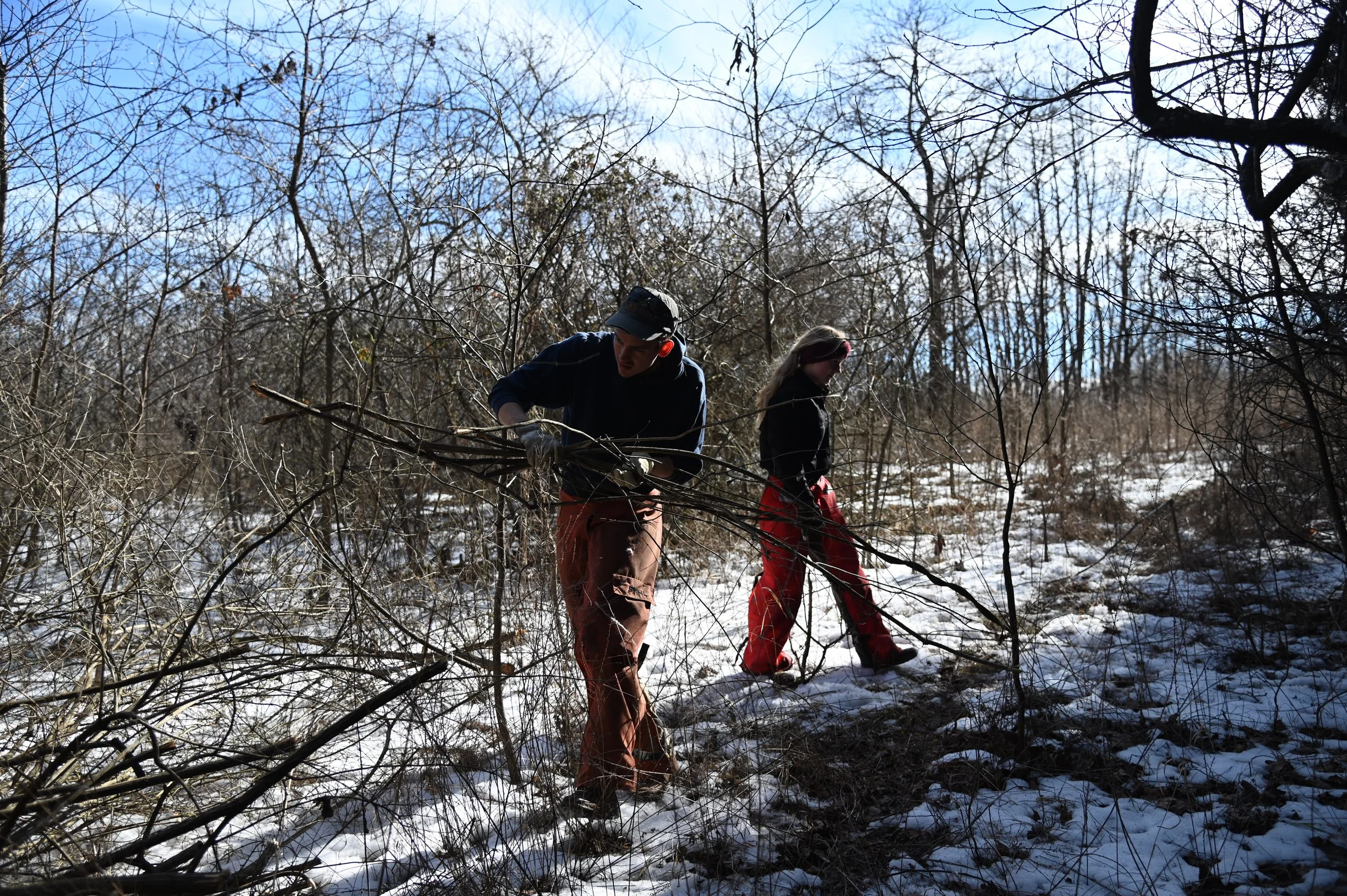 Seasonal Naturalists Davyn Orcutt and Sierra Barker move invasive bush honeysuckle into a pile at Rock Bridge Memorial State Park in Columbia, Mo. on Wednesday, Jan. 29, 2025. “It’s very time consuming. You got to go through and treat each individual
