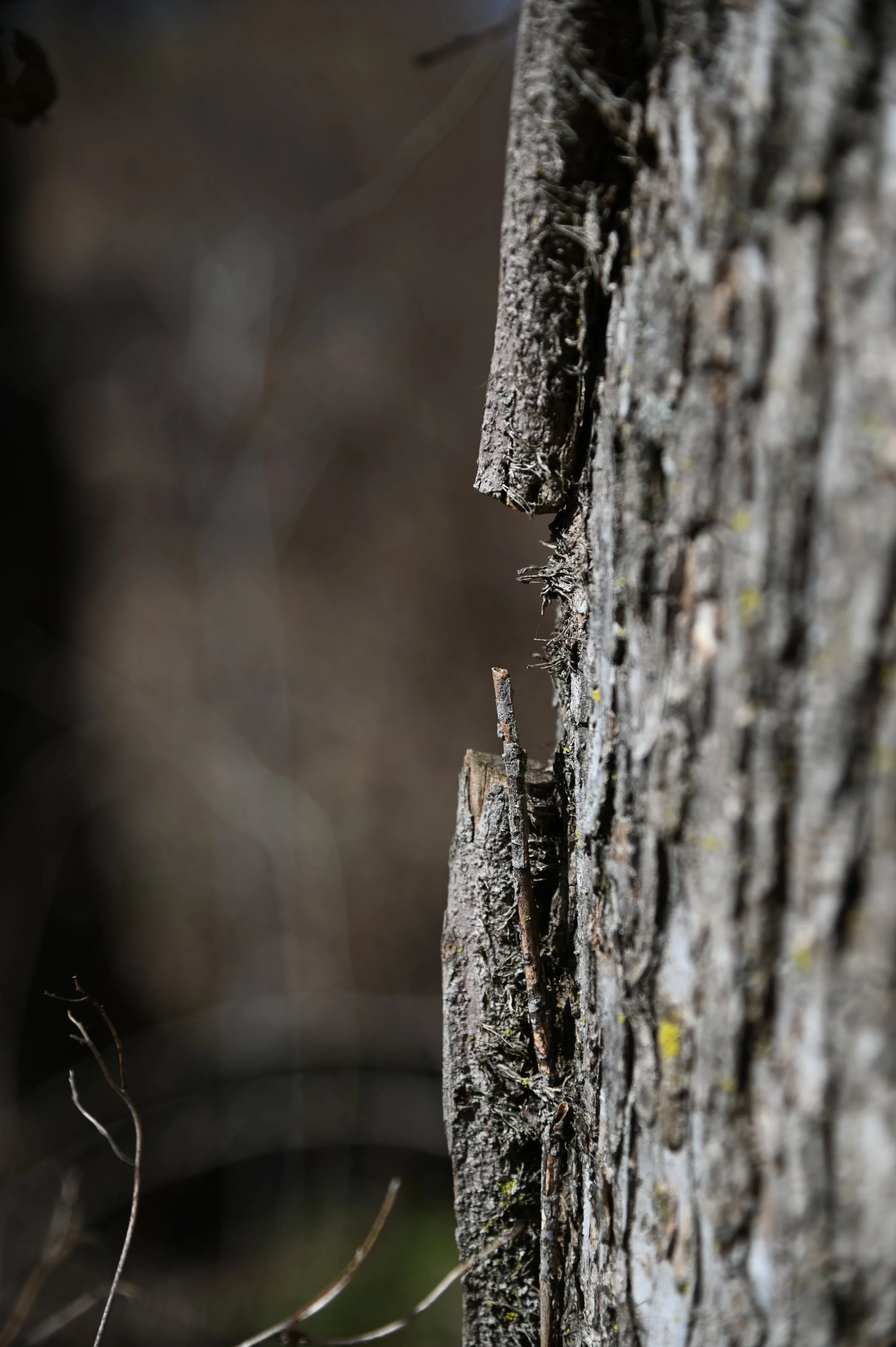 20250301OpenSpaceSTLStVincent _AS_0150.JPG