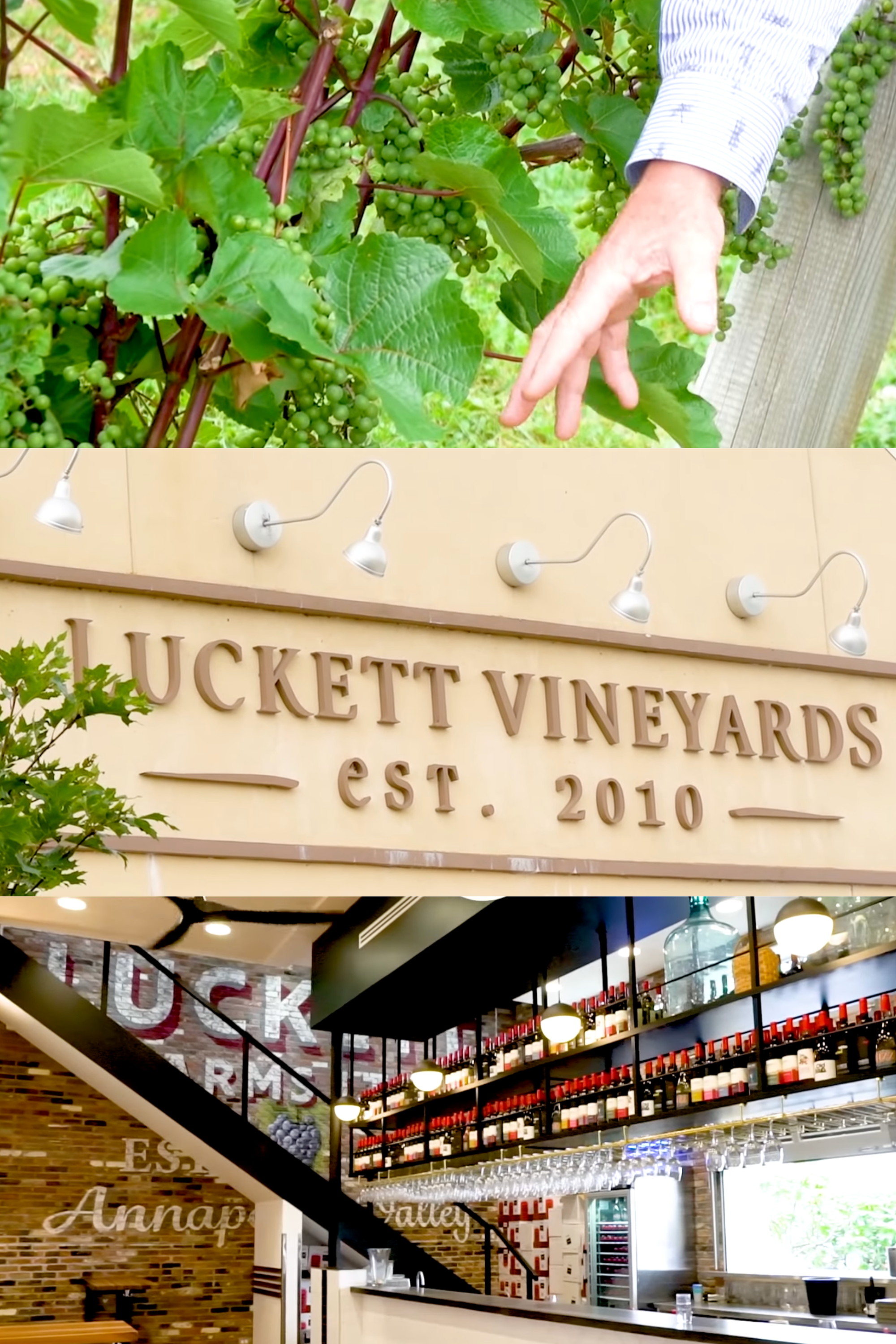 Luckett Vineyard