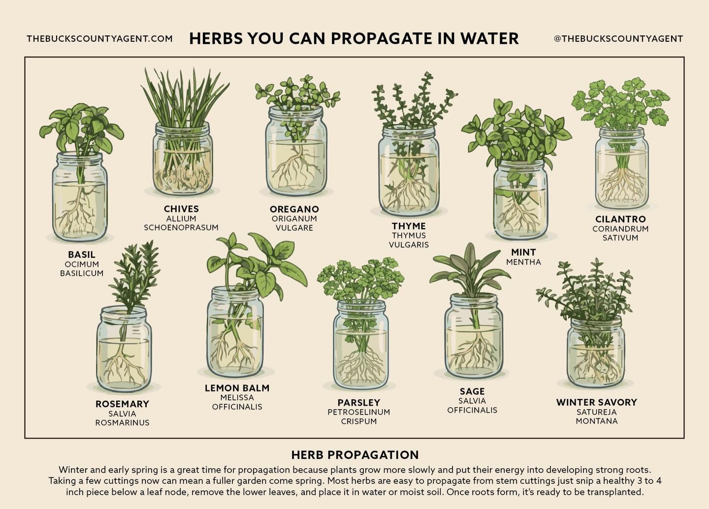 Keep an eye out for my latest postcard hitting mailboxes around town. I just sent about 500 out through direct mail.
Spring is right around the corner, but in the meantime a little propagating can hold you over until planting season is in full swing.