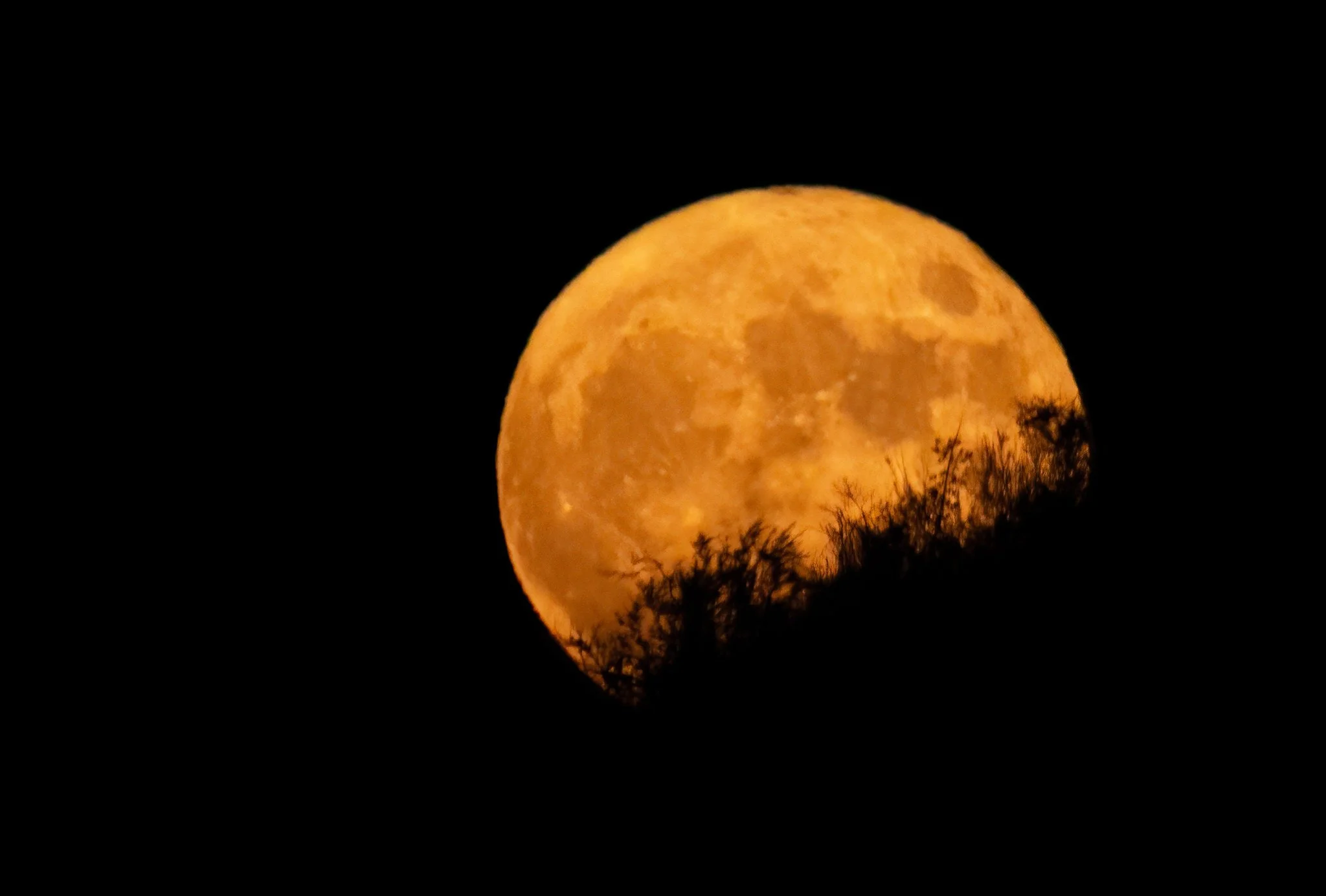 HARVEST MOON