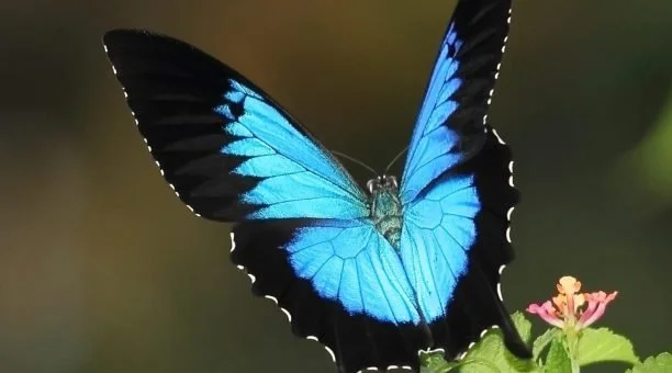 ulysses-butterfly_1-612x340-1837298705.jpg