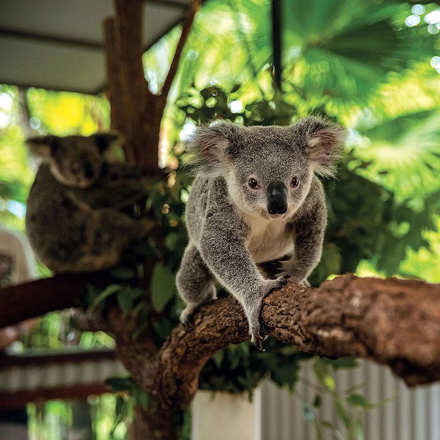 Birdworld-and-Koala-Gardens-93-298342976.jpg