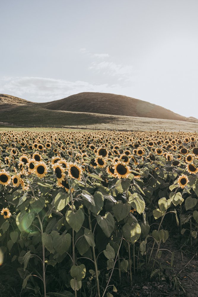 photos-for-jean-mangamaire-sunflower-field-golden-hour-2.jpg