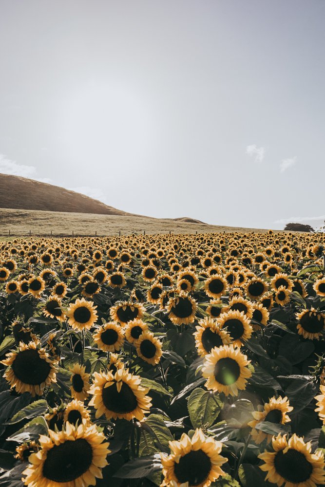 photos-for-jean-mangamaire-sunflower-field-golden-hour-1.jpg