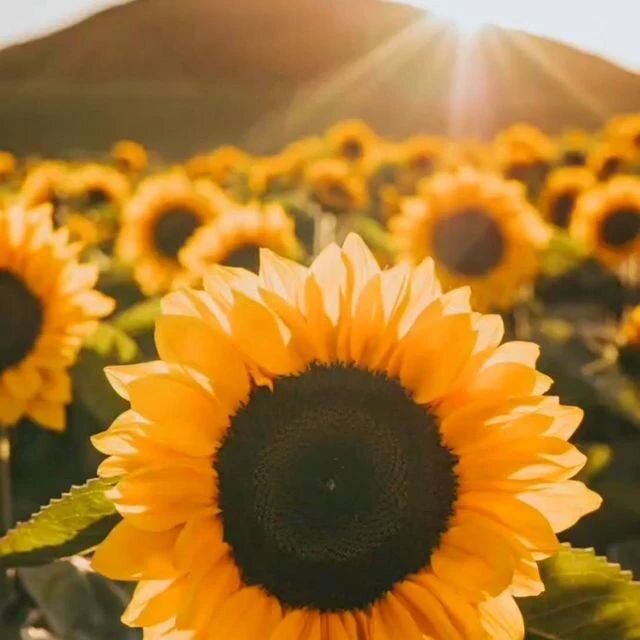 Waitangi Day - one Exclusive Field booking available! 8pm which is Golden Hour. No Open Day on Waitangi so this is your one chance to visit us this weekend without the crowds 🌻
.
.
.
#mangamairesunflowerfield #mangamaire #photographernz #nzphotograp