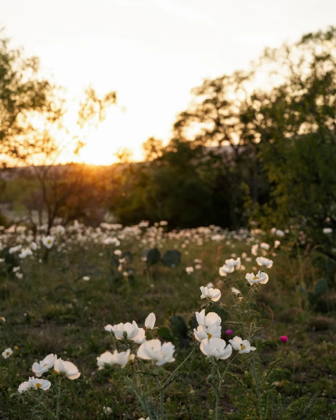Golden hour in the Hill Country hits different&mdash;soft light, warm air, and a quiet that feels like a reset ✨