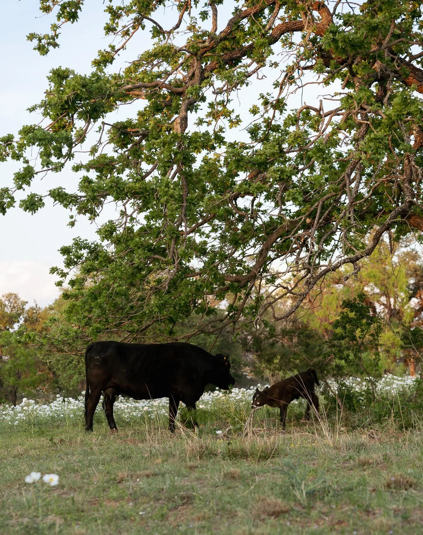 We never get tired of the views along the iconic Willow City Loop &mdash; rolling hills, wildflowers, and those wide-open Texas skies. It&rsquo;s one of our favorite ways to soak in the Hill Country, especially at sunset&hellip; preferably followed b