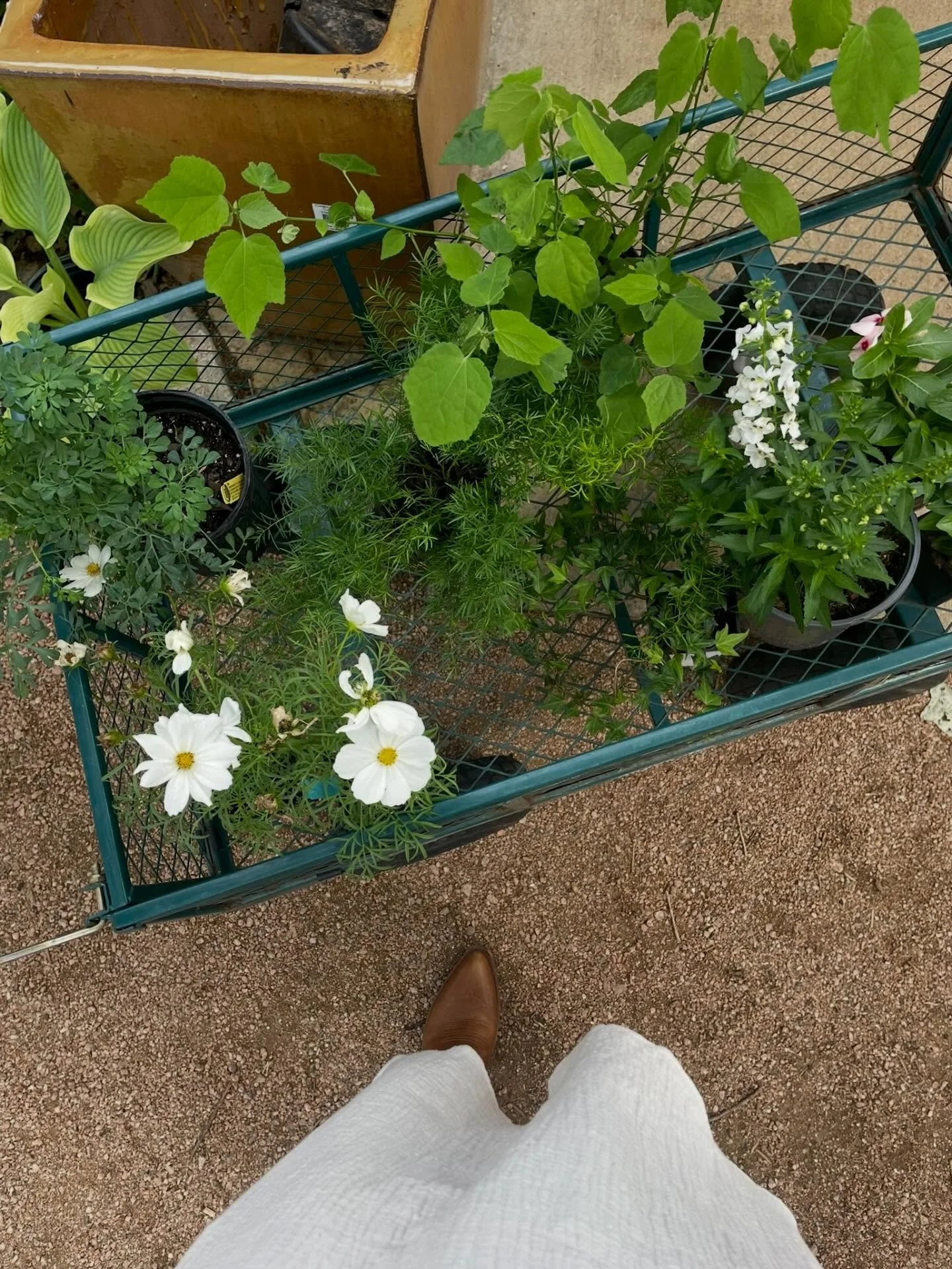 Wildflower season is officially here in Fredericksburg, and the Hill Country is covered in color. It&rsquo;s the perfect time to slow down, explore, and unwind. Book your stay through the link in our bio!