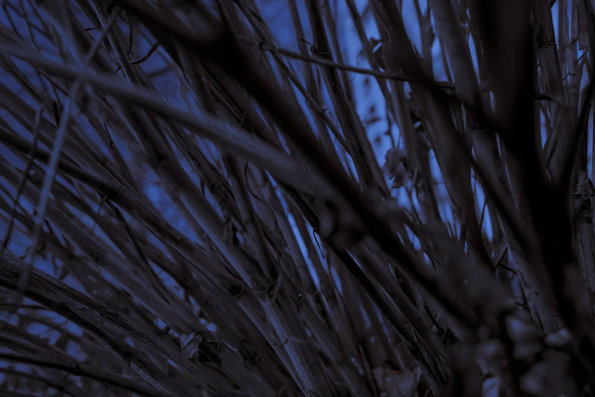 forest at night copy.jpg