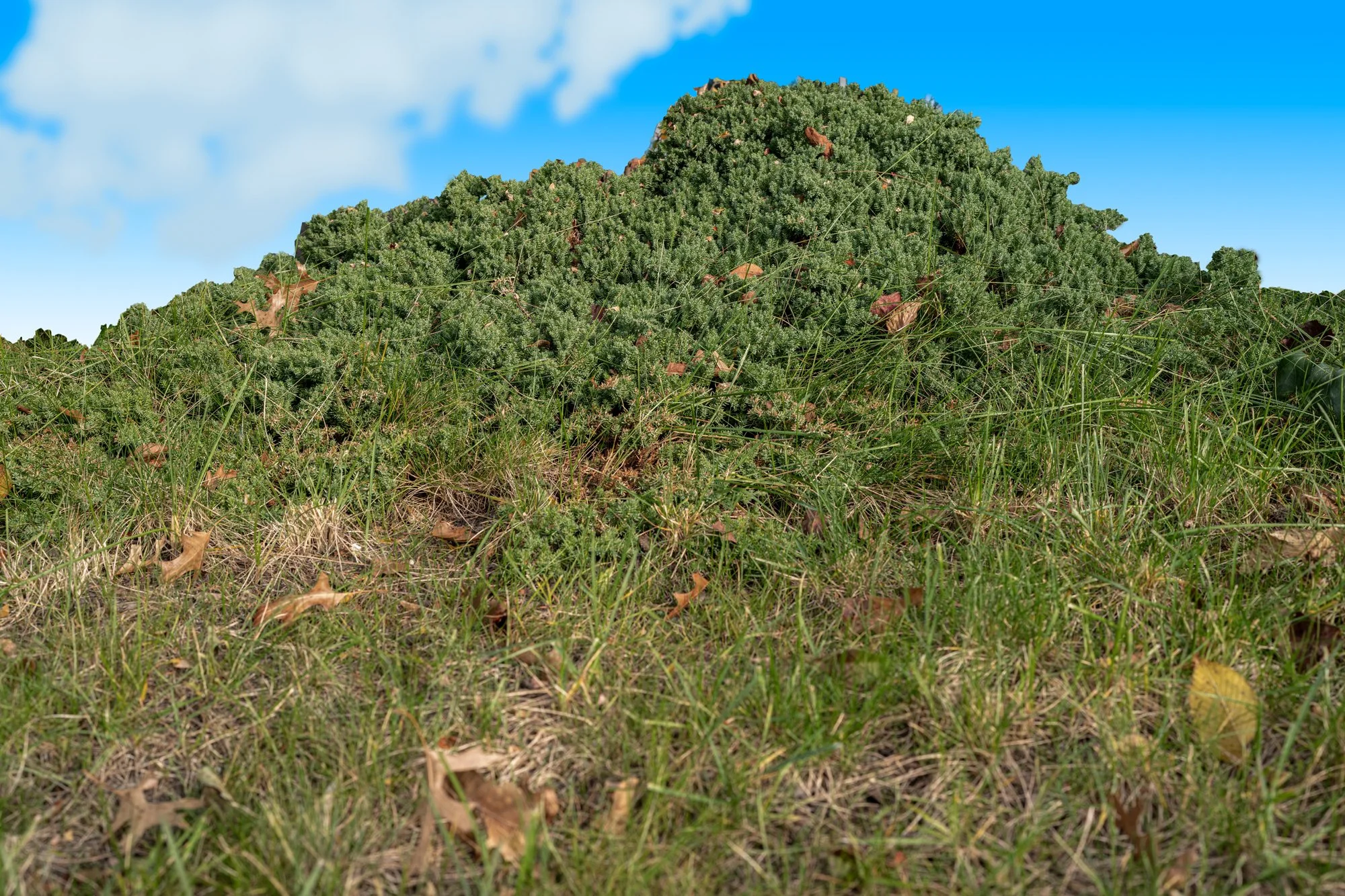 DSC03607-Edit copy.jpg