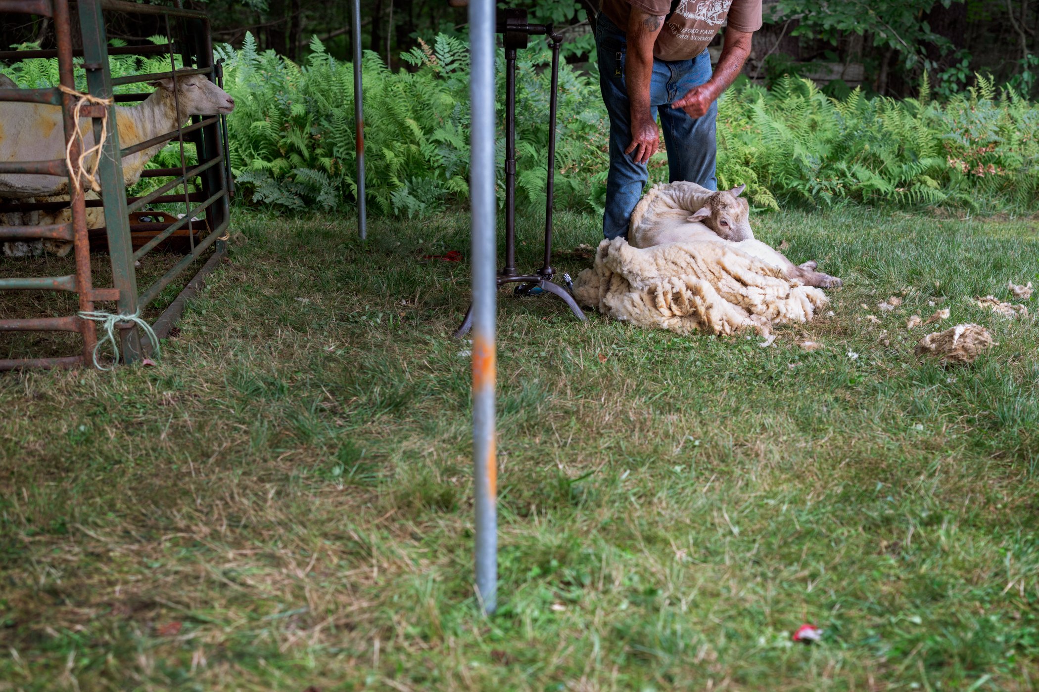 The Shearing, 2026, archival pigment print, 24x16.jpg