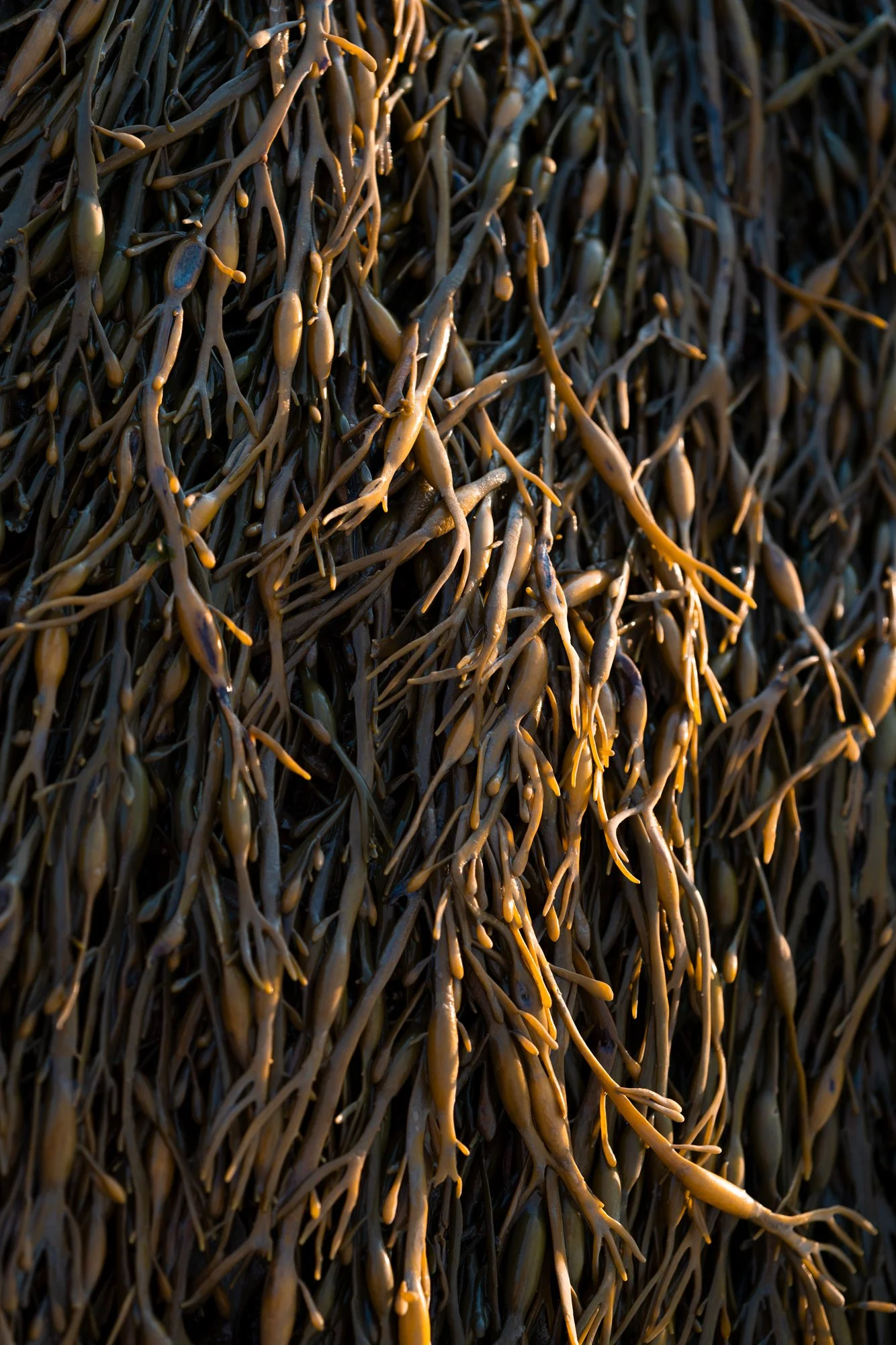 seaweed.jpg
