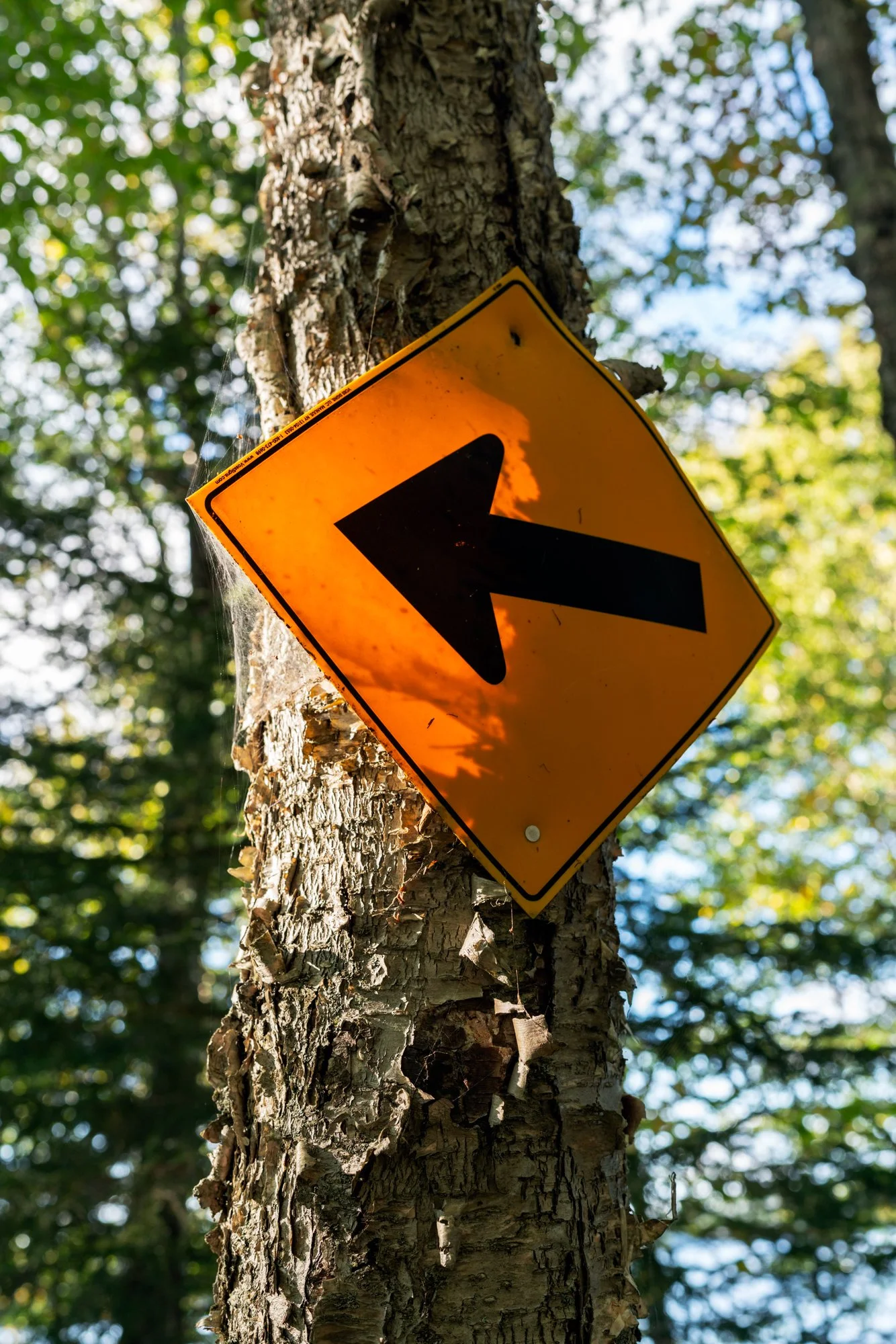 Hopkins_This Way_2026.jpg