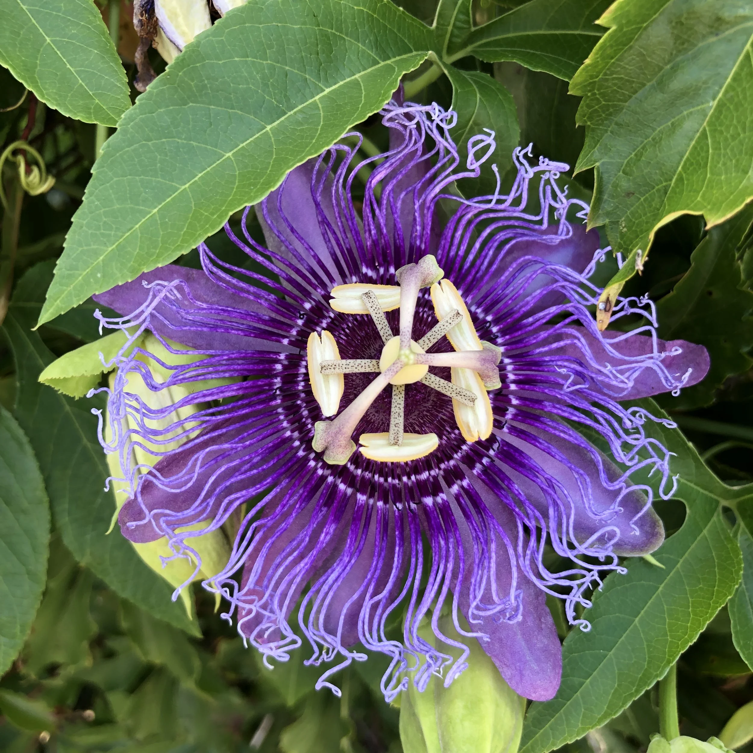 Valentines: “would you fuck your clone (y/n)” by Katie Mansfield