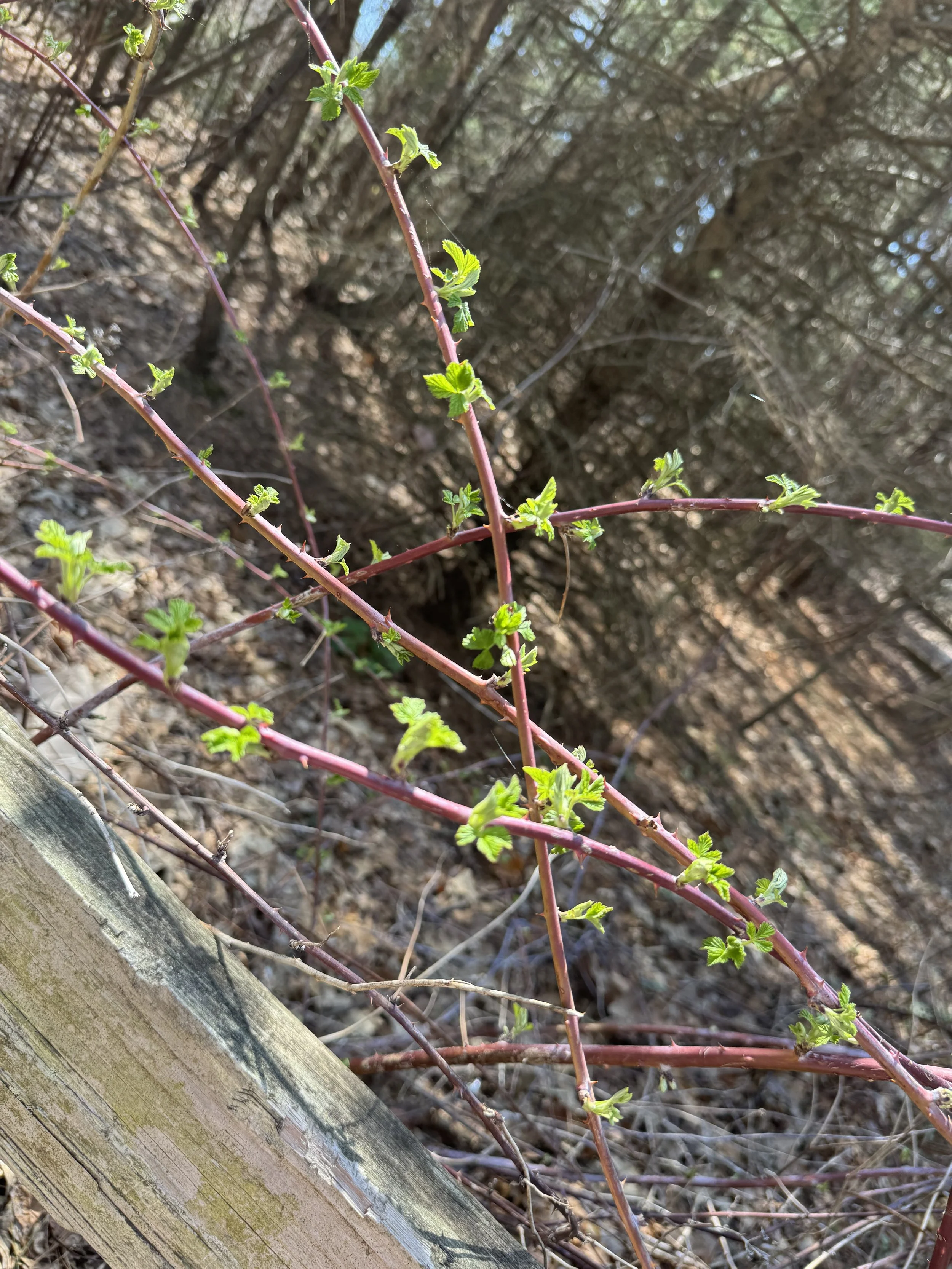 Poetry: “How to eat muscadines,” by Anyonita Green