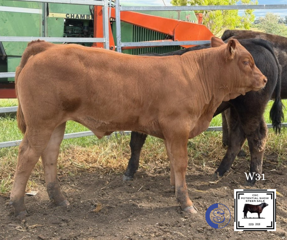 A/C: Alsace Limousins