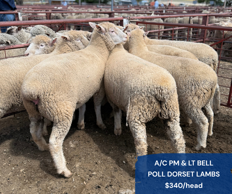 Inverell sheep (3).png