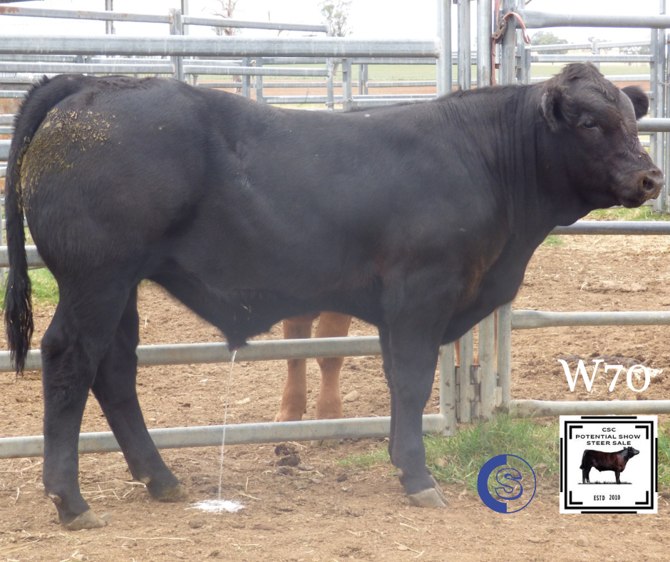 A/C: Clifton Cattle Co