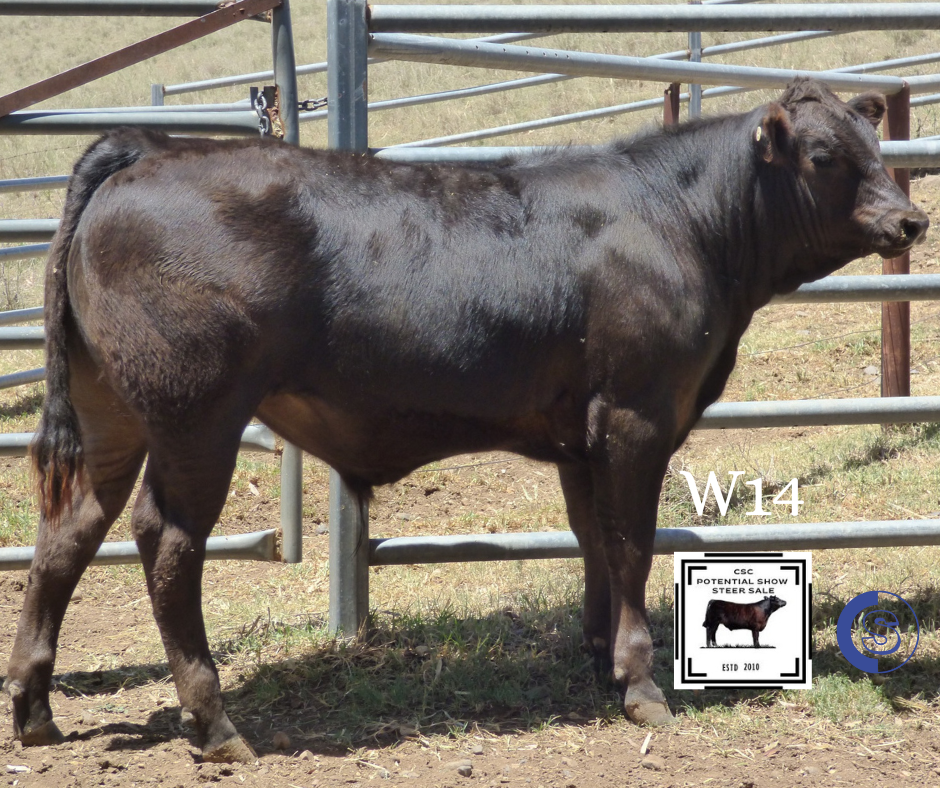 A/C: C & L McGilchrist