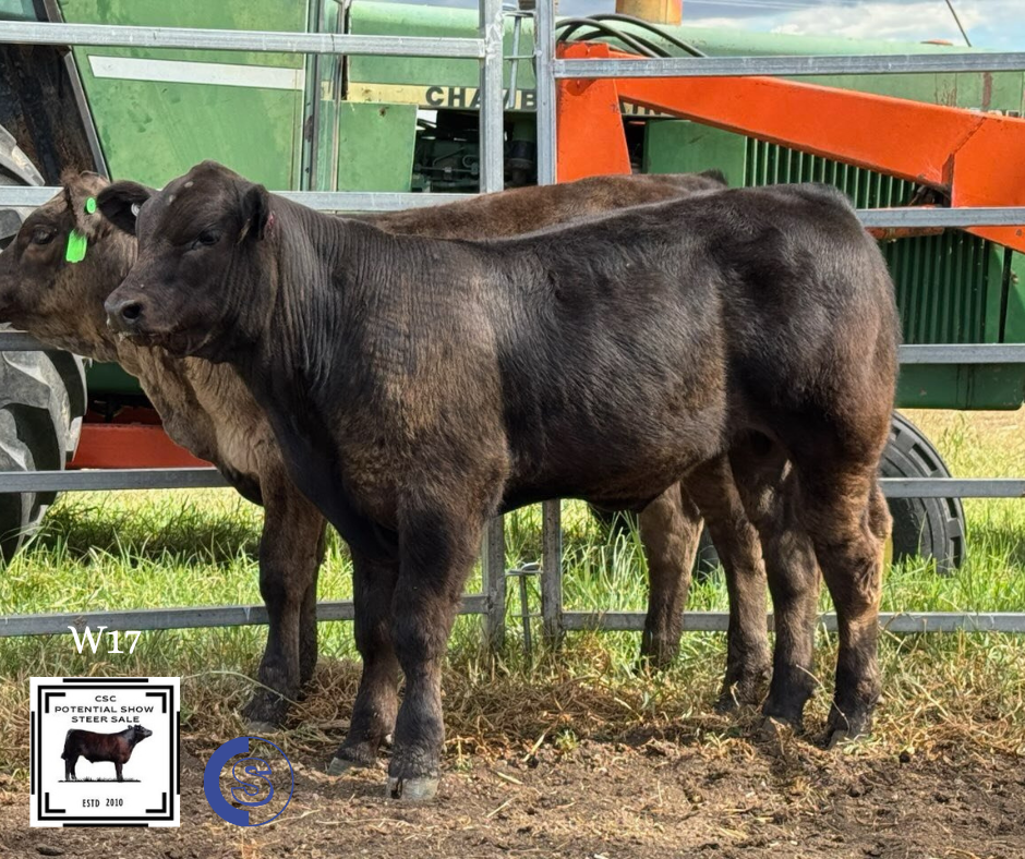 A/C: Alsace Limousins