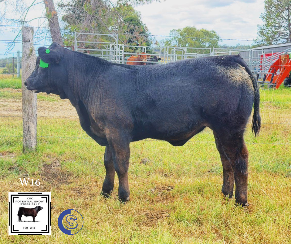 A/C: Alsace Limousins