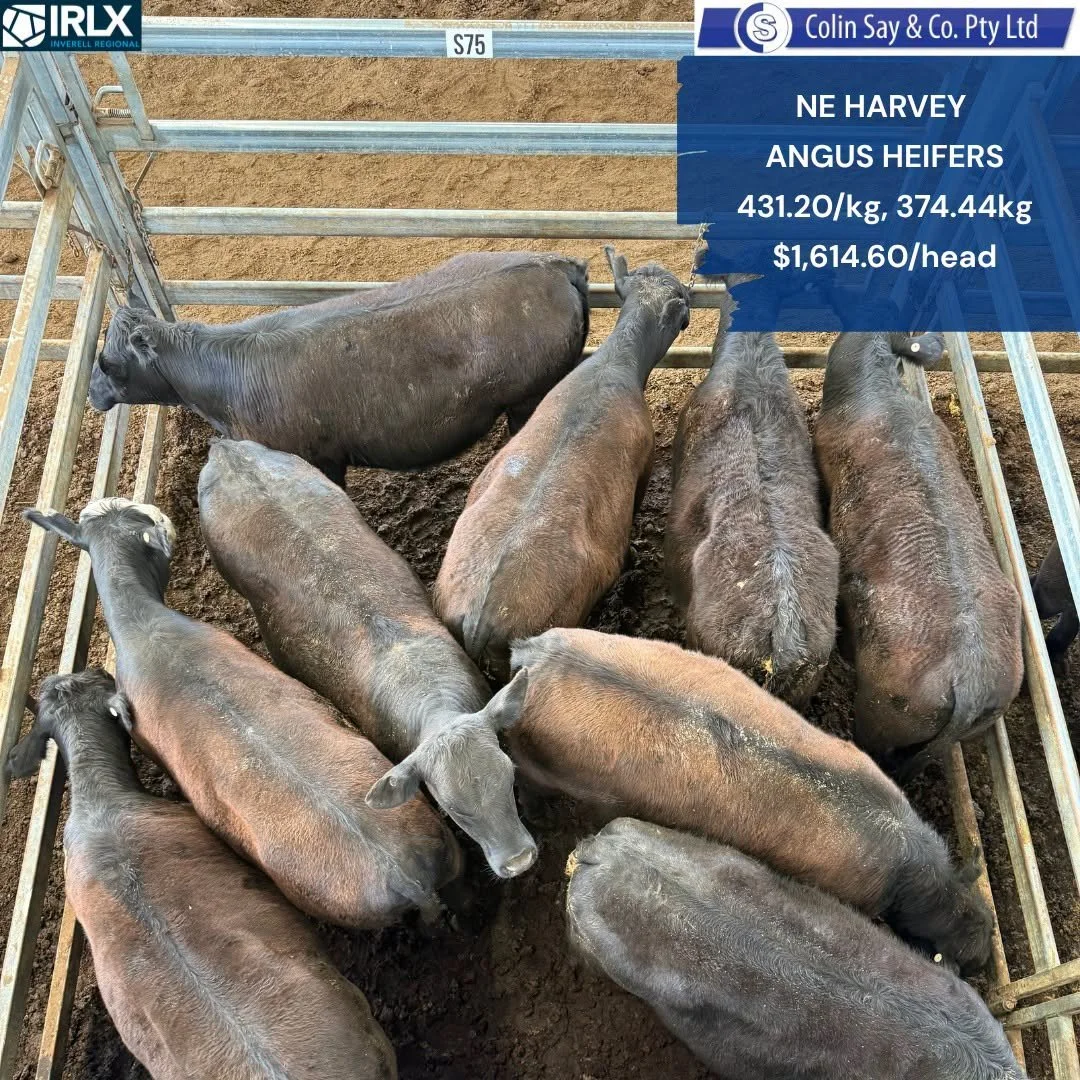 769406235_910308622132529_1810593825311513647_n.jpg