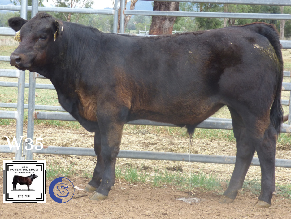 A/C: Clifton Cattle Co