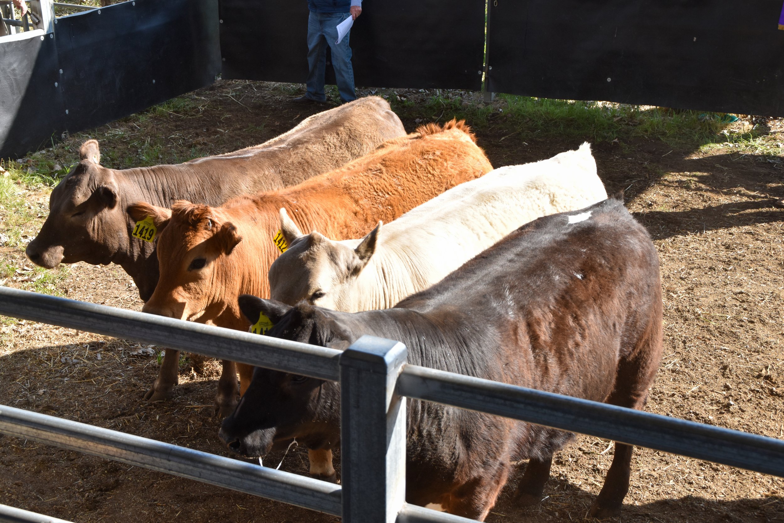 DSC_0411 - Copy.jpg