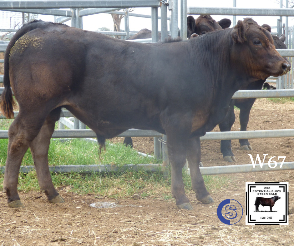 A/C: Clifton Cattle Co