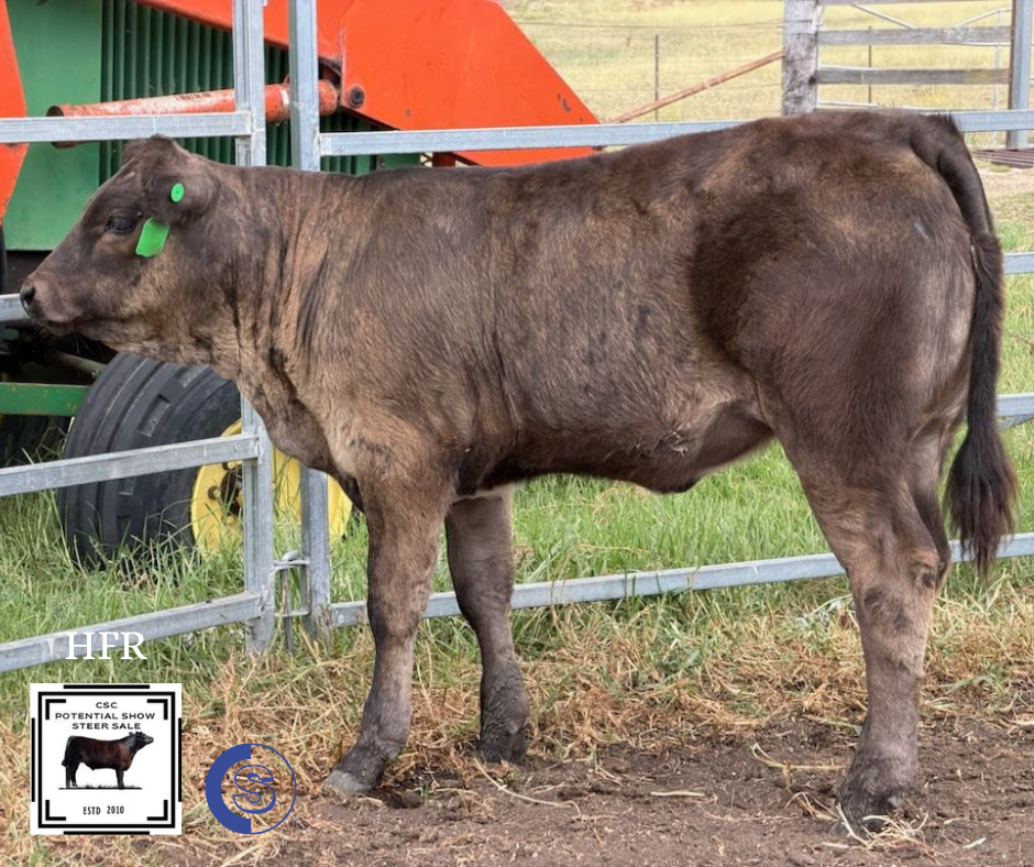 A/C: Alsace Limousins