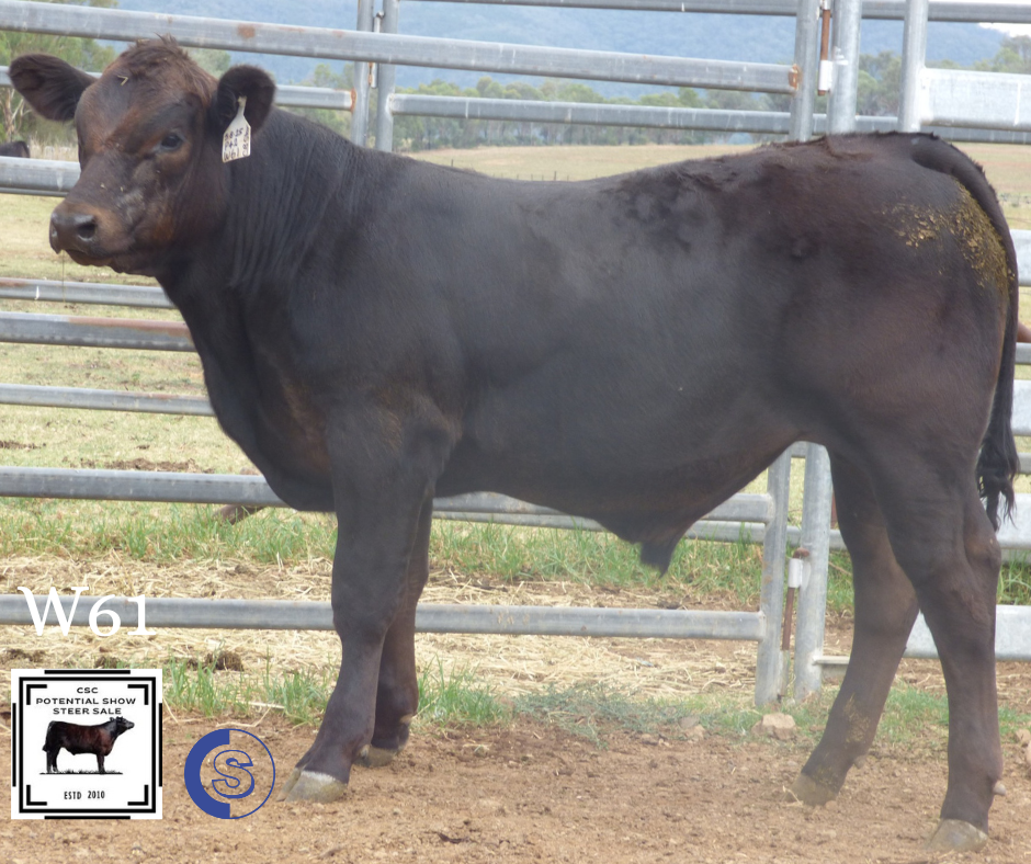 A/C: Clifton Cattle Co