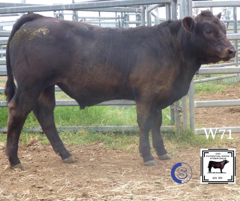 A/C: Clifton Cattle Co