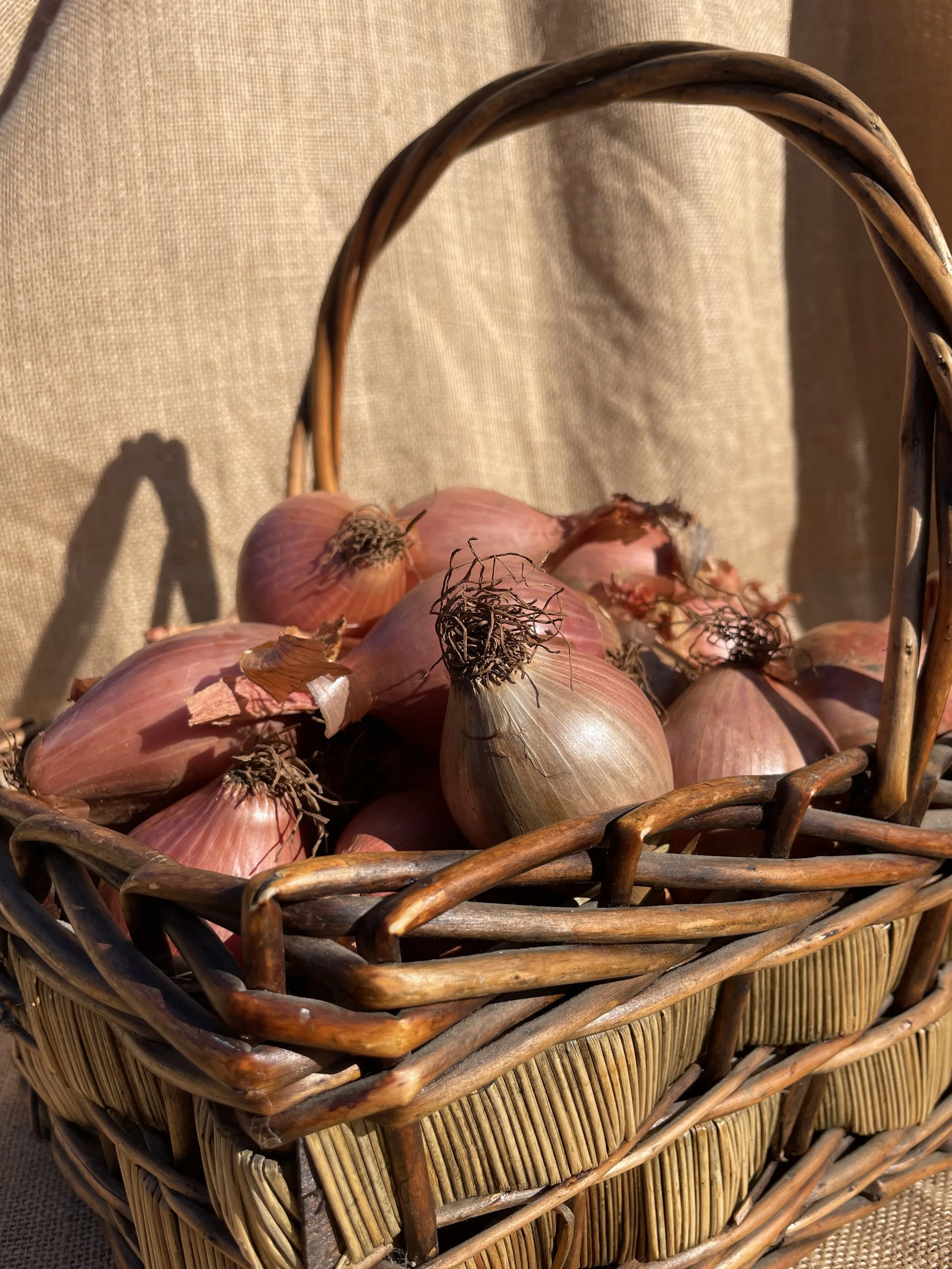 Onions, Shallots (500g)