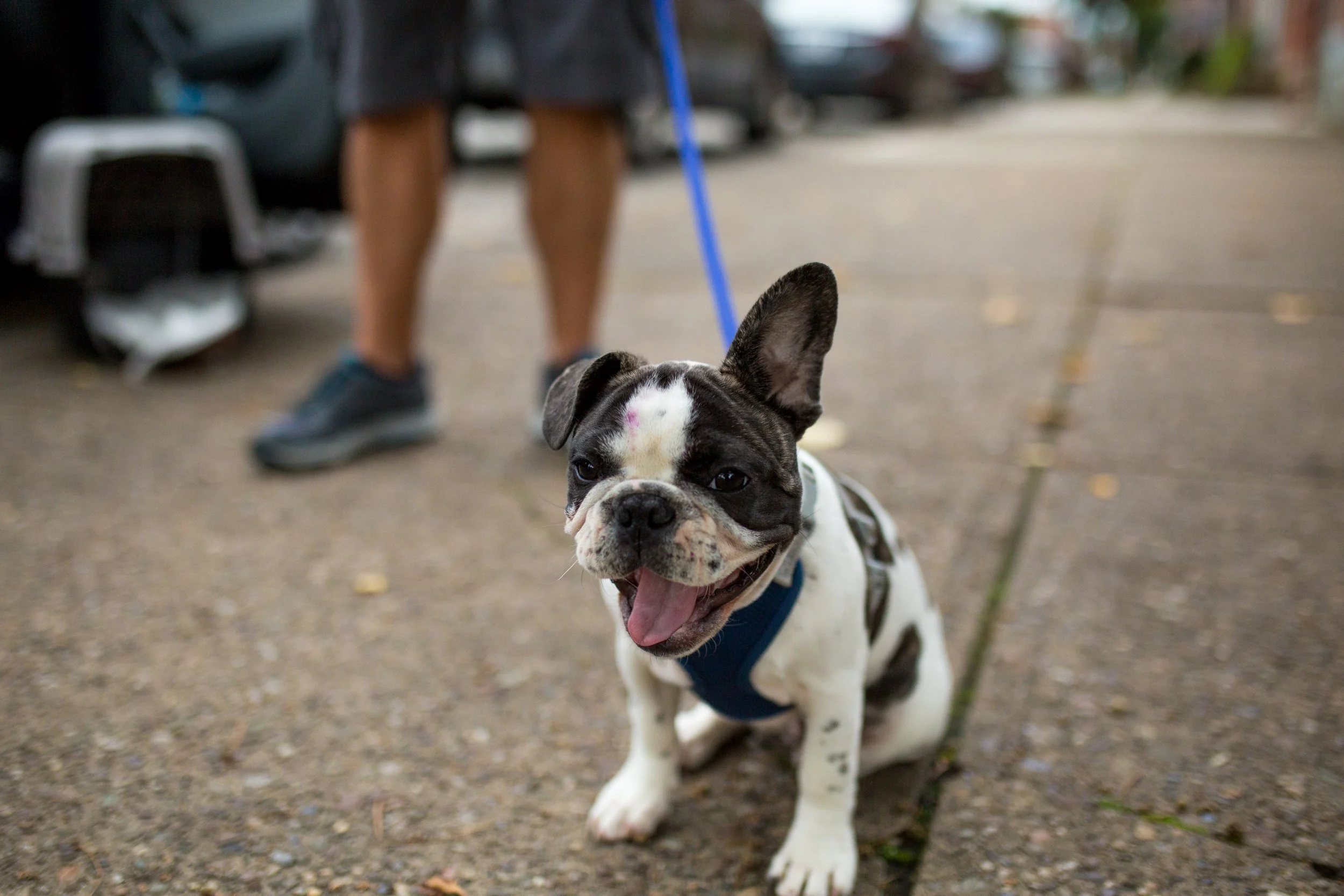 A happy French Bulldog puppy with a black and white coat sitting on a sidewalk, wearing a harness, with a person holding its leash in the background.