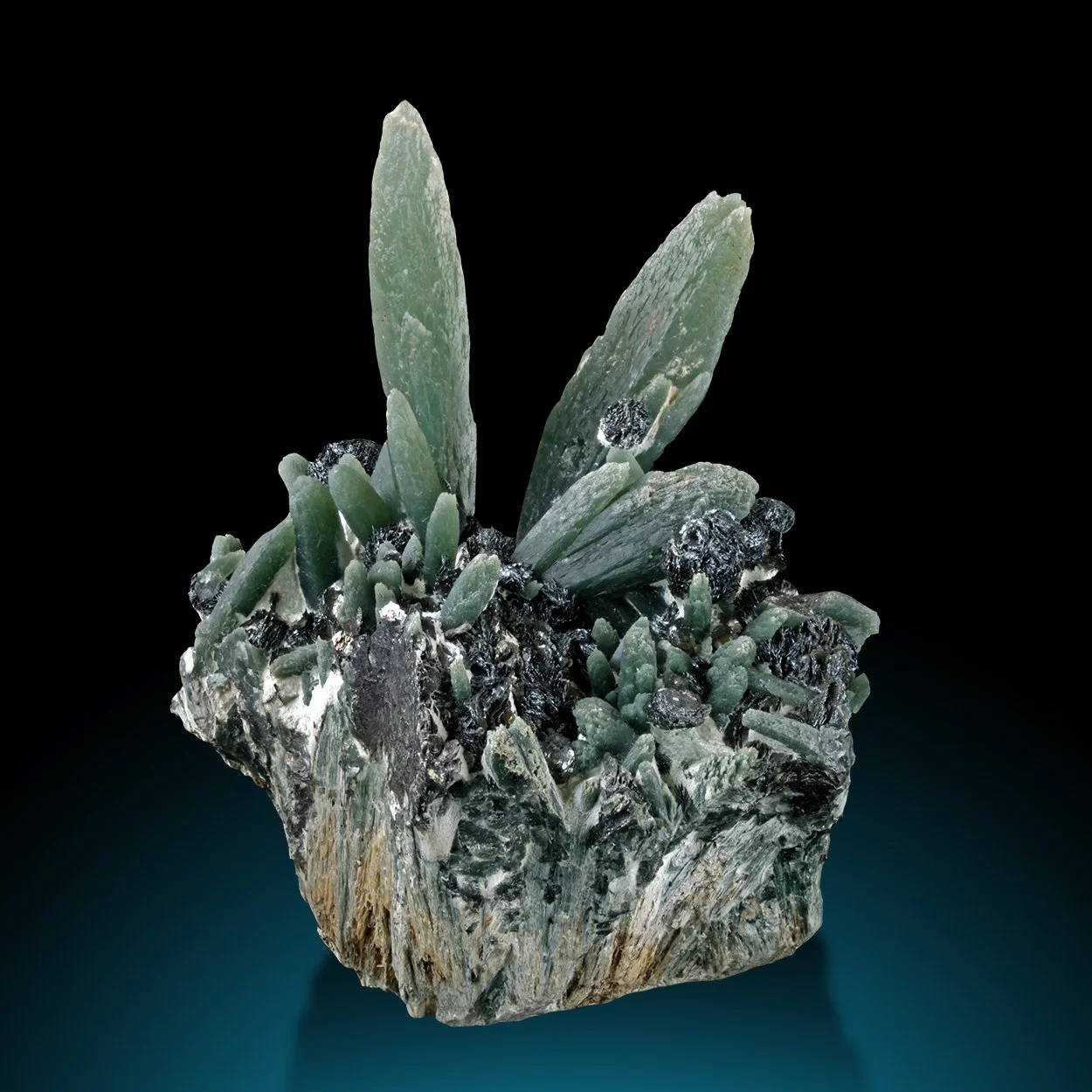 Prase with Iron Rose (M1025)