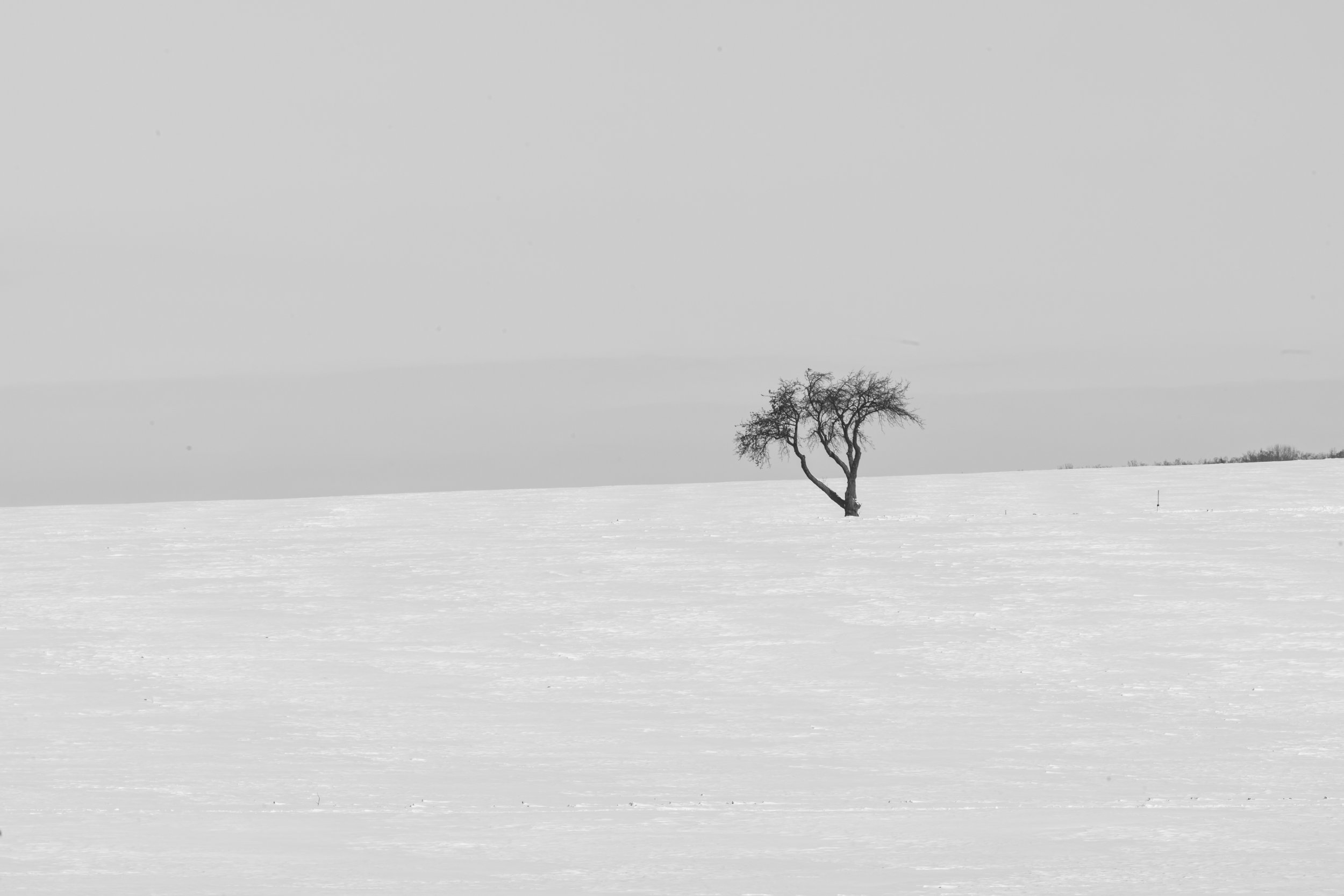 Weinviertel im Winter
