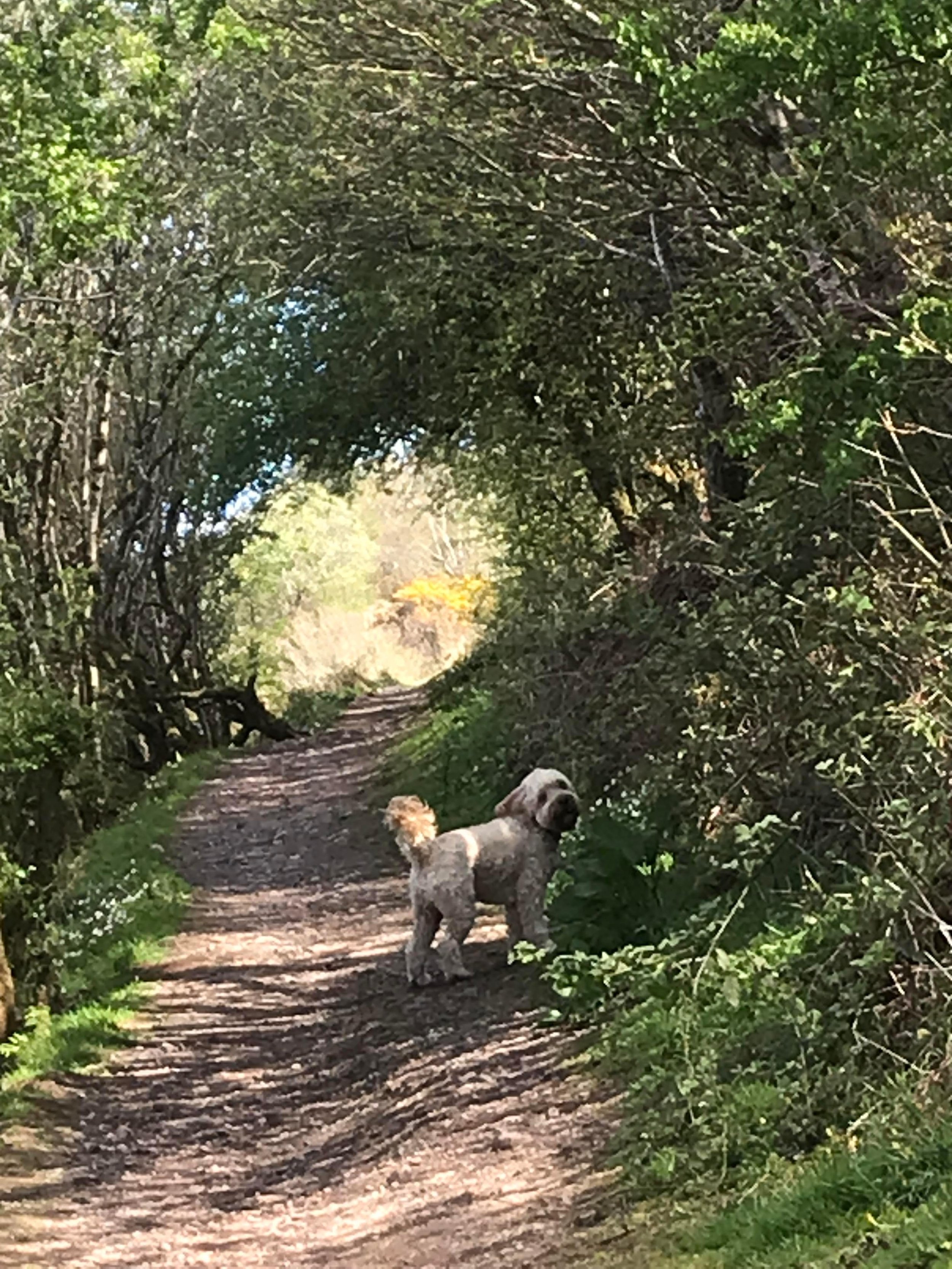 A light-coloured dog on a woodland path with dappled light coming through the trees with a gorse bush in the distance.